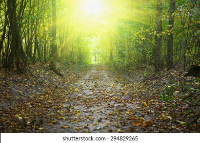 Path In The Fall Forest. Natural Autumn Background