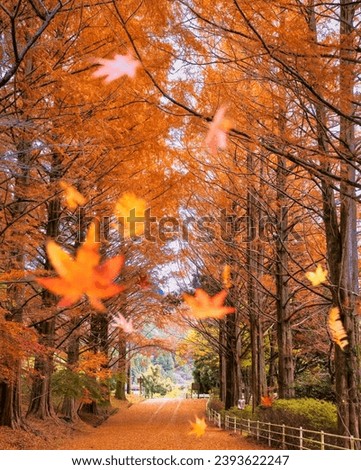A path with fall leaves on it 
