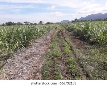 path in the field