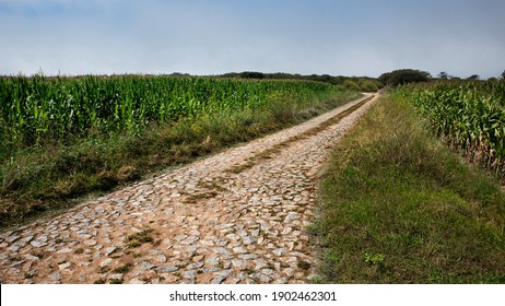 Path in the field between ears of corn sown for harvest, focus on foreground