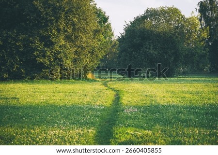 a path in a field between trees. Summer rural landscape