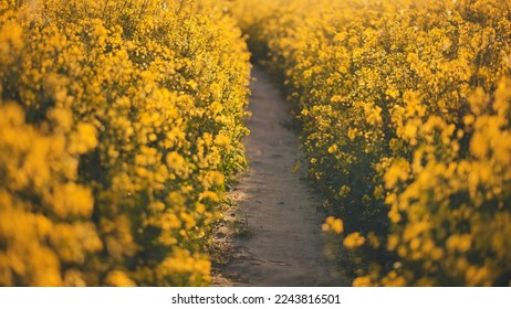 A path in a field of rapeseed on a spring day.