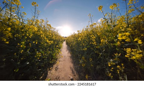 A path in a field of rapeseed on a spring day.