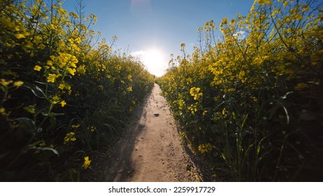 A path in a field of rapeseed on a spring day.