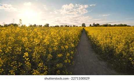 A path in a field of rapeseed on a spring day.