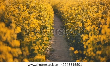 A path in a field of rapeseed on a spring day.