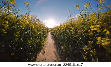 A path in a field of rapeseed on a spring day.