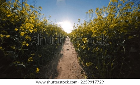 A path in a field of rapeseed on a spring day.