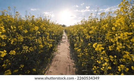 A path in a field of rapeseed on a spring day.