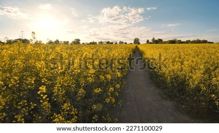 A path in a field of rapeseed on a spring day.