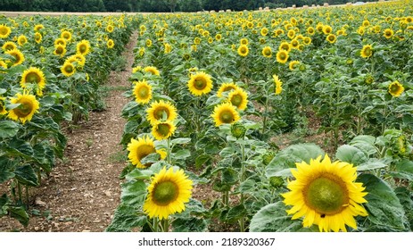 Path In A Field Of Sunflowers.