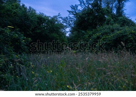 Path of fireflies at dusk in meadow