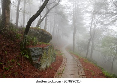 A path in the fog in spring forests in Mogan mountains Huzhou city Zhejiang province, China.