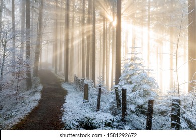 Path In Foggy Forest Leading Towards The Sunlight Spiritual Healing