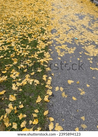 path with foliage in autumn season, Trentino, colrs uellow and gold