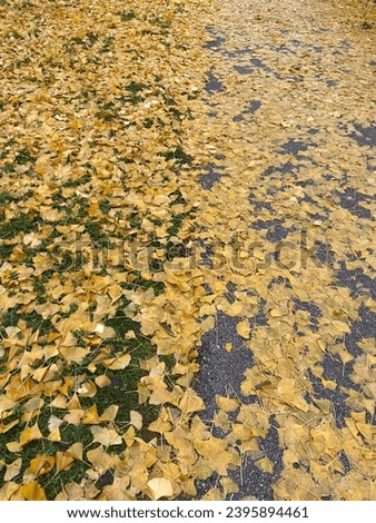path with foliage in autumn season, Trentino, colrs uellow and gold