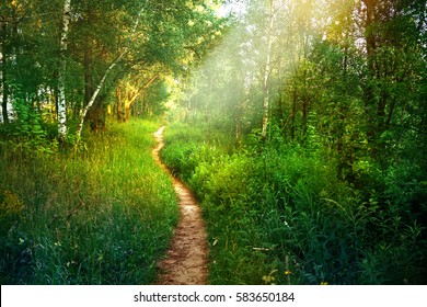 Path footpath in the deciduous forest in spring summer morning sun. Young lush green trees in forest