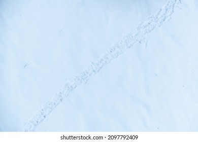 A Path Of Footprints In The Snow. Lonely Track Of Human Footprints In The Snow, Top View. Desert Winter Background.