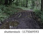 Path in the forest