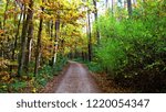 a path in the forest