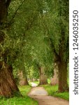 path in the forest
