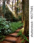 Path in the forest