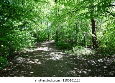 A path in forest.