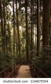 A path in the forest