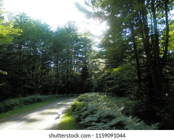 A path in a forest