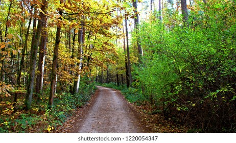 a path in the forest