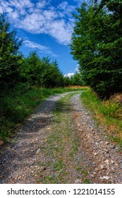 path in the forest