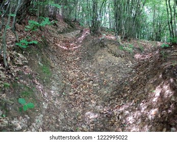 Path in the forest