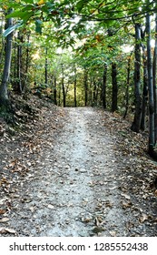 path in forest,