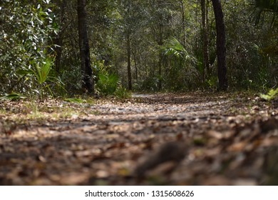 path in the forest