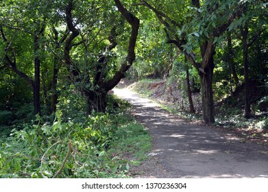 Path in the Forest