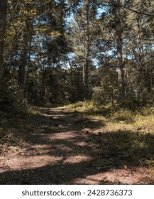 The path in the forest