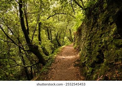 a path in the forest