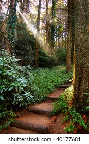 Path in the forest