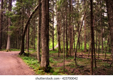 Path in a Forest