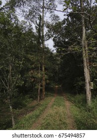Path in the Forest