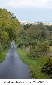 The path to the forest