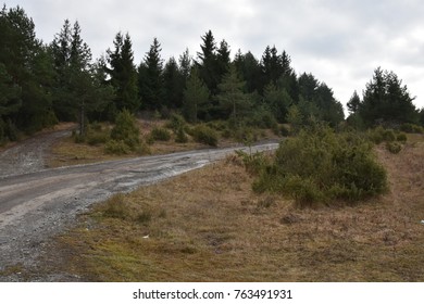 Path to the forest