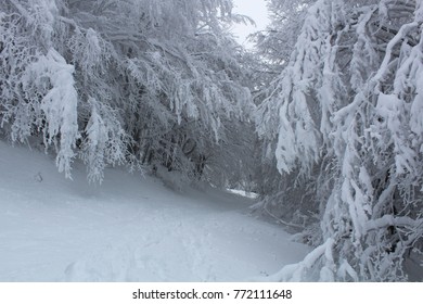 Path in the forest