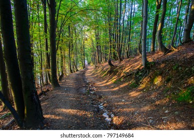 path in the forest