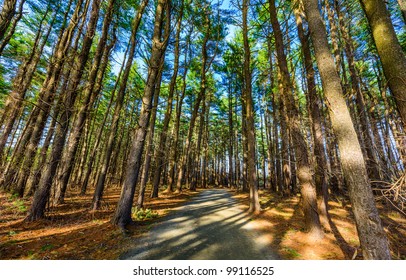 Path in the forest