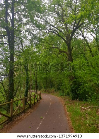 Path in the forest