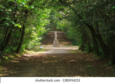 Path in a forest with Arched tree branches