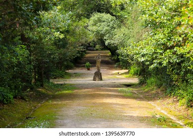 Path in a forest with Arched tree branches with a old statue to the center