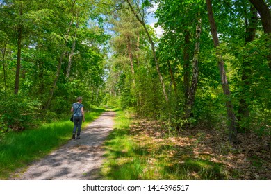 Path in a forest below a blue cloudy sky in sunlight in spring