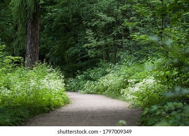 path in the forest between lush flowering grass and beautiful green trees and bushes